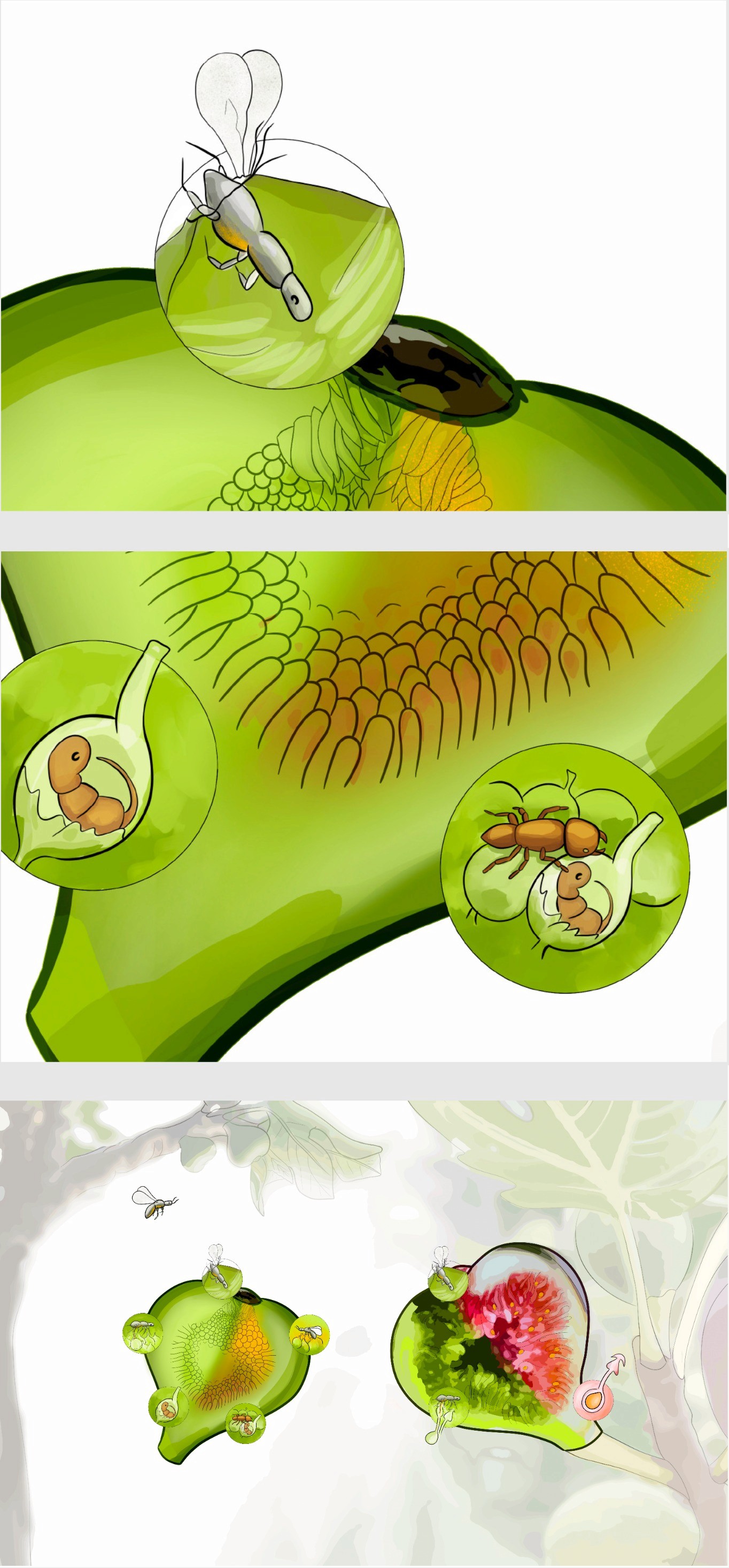 Illustration scientifique de la langue en couleurs par l'illustratrice scientifique Élodie Ouellet-Belleau.