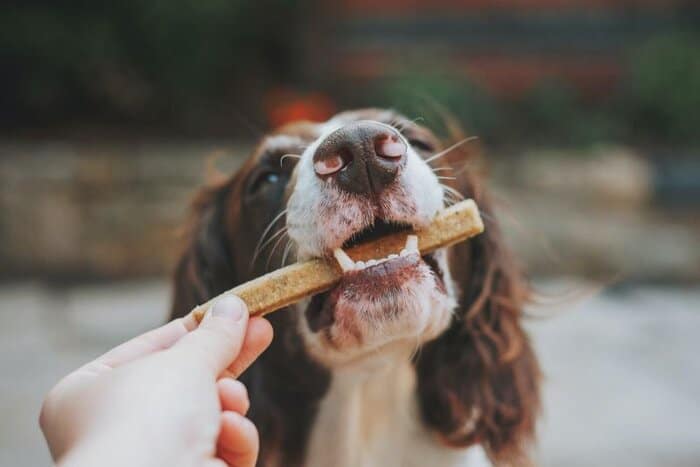 Natuurlijke eetgewoontes voor een gelukkige hond