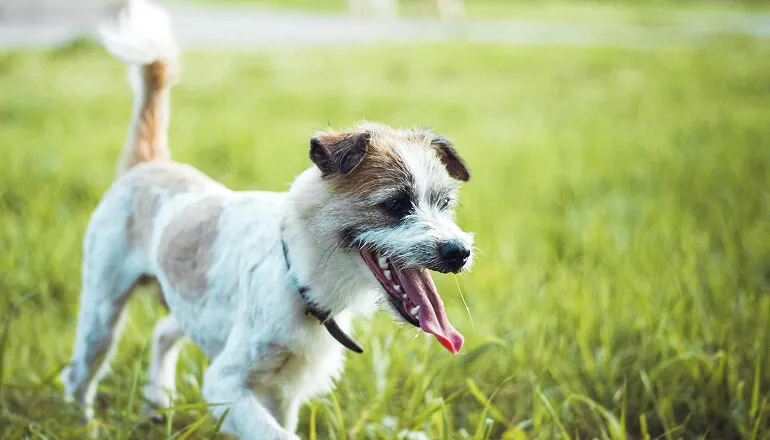 Dog running in the grass
