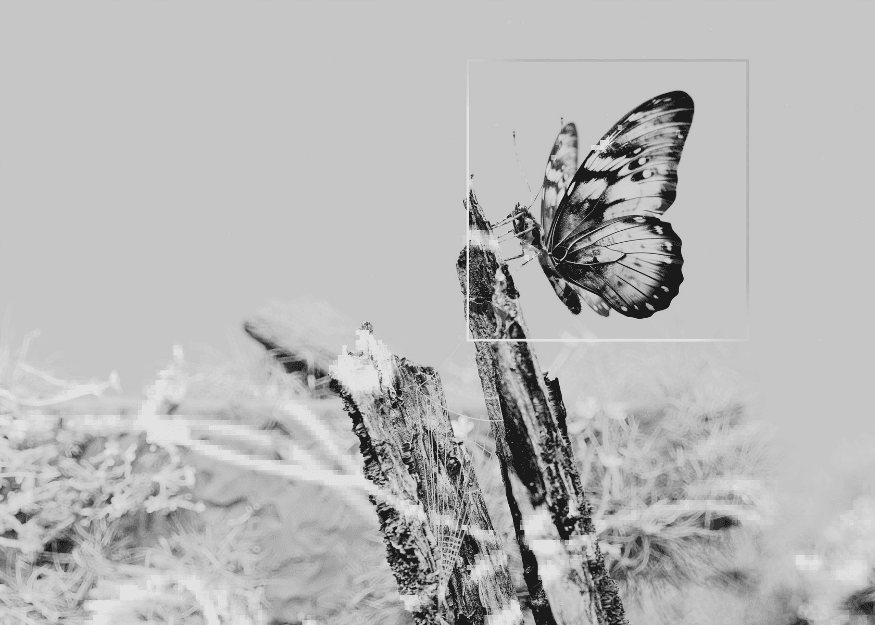 An image of smoke coming out of a forest showing climate change effects