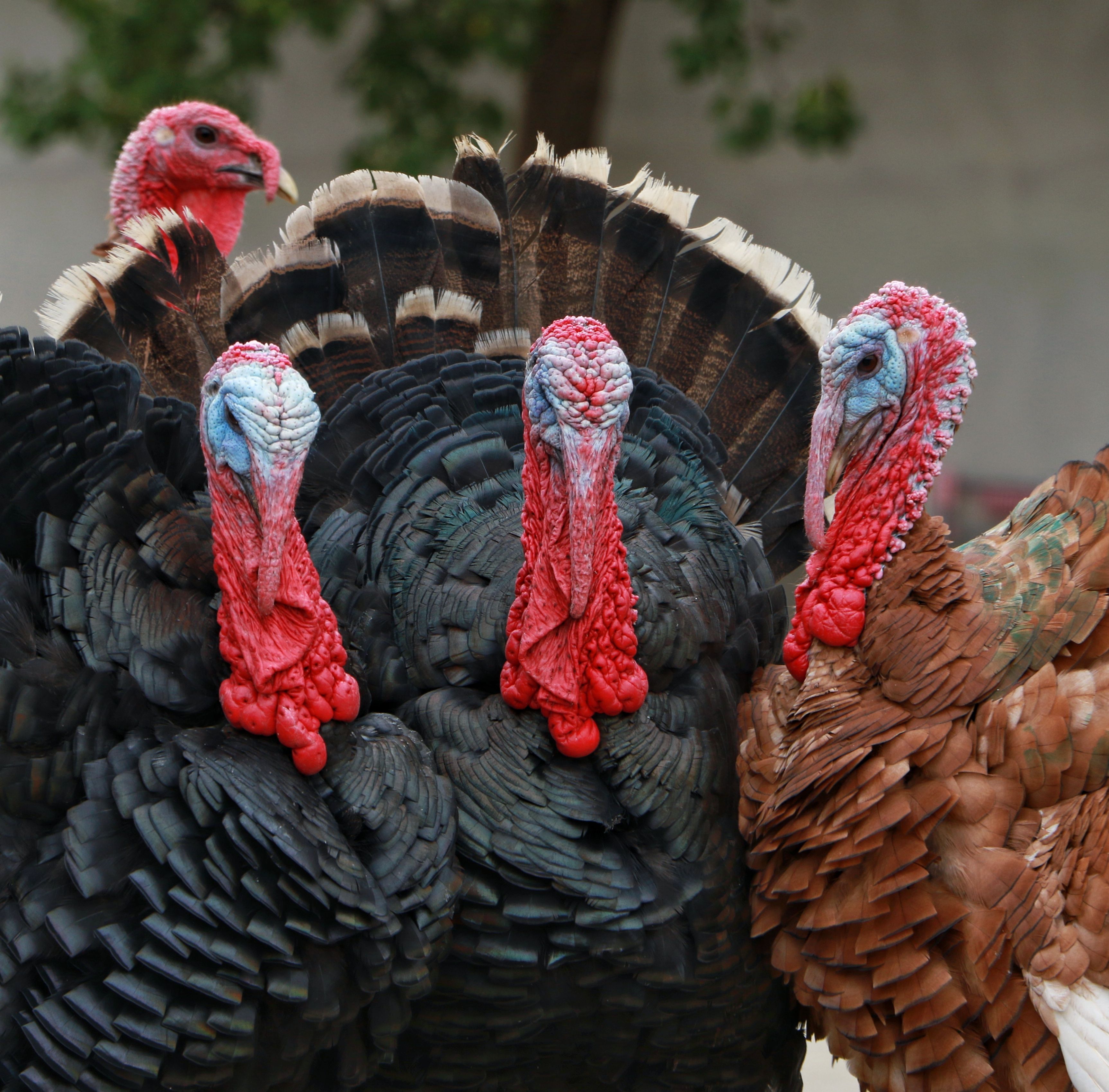 a group of turkeys walking in the grass near a fence