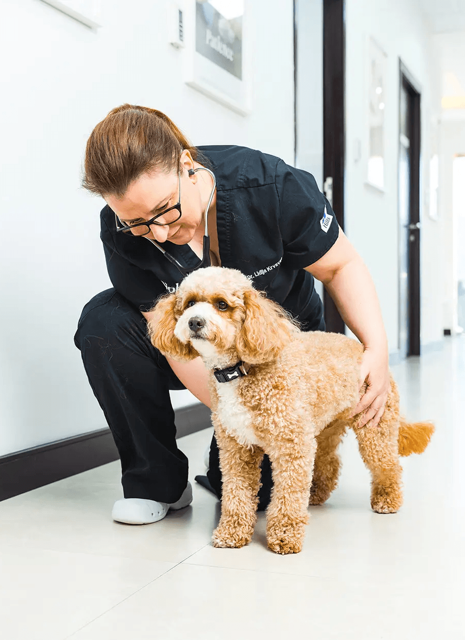 Dr. Lidija Krvavac crouching to greet an apricot poodle in a bright clinic hallway.