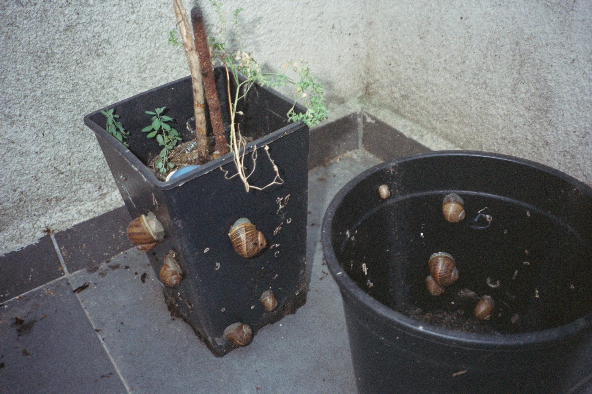 Close-up of several garden snails crawling on black plastic plant pots, one with small plants and soil, placed on tiled ground near a concrete wall.
