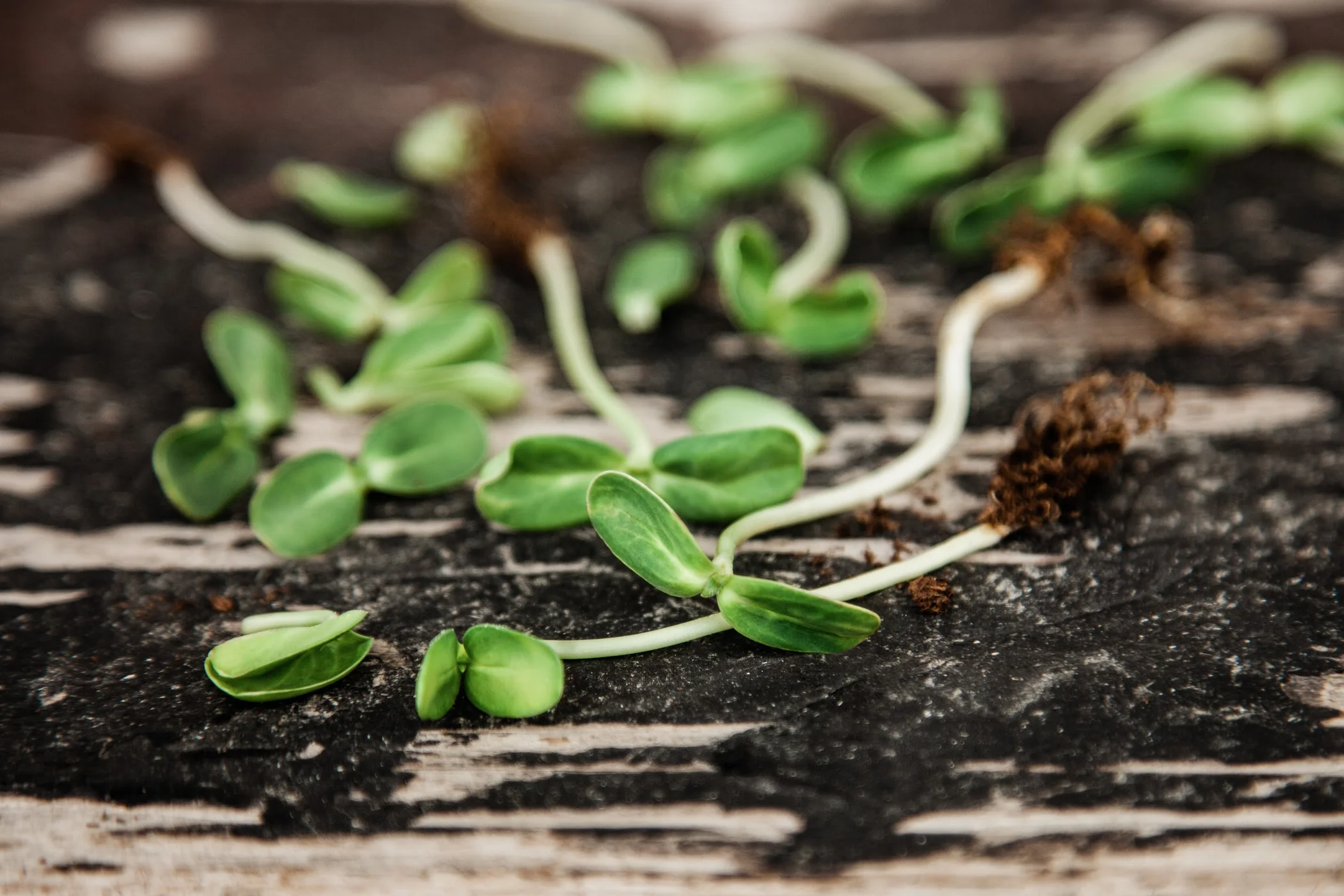 FERME POMERLEAU MYCOPOUSSE