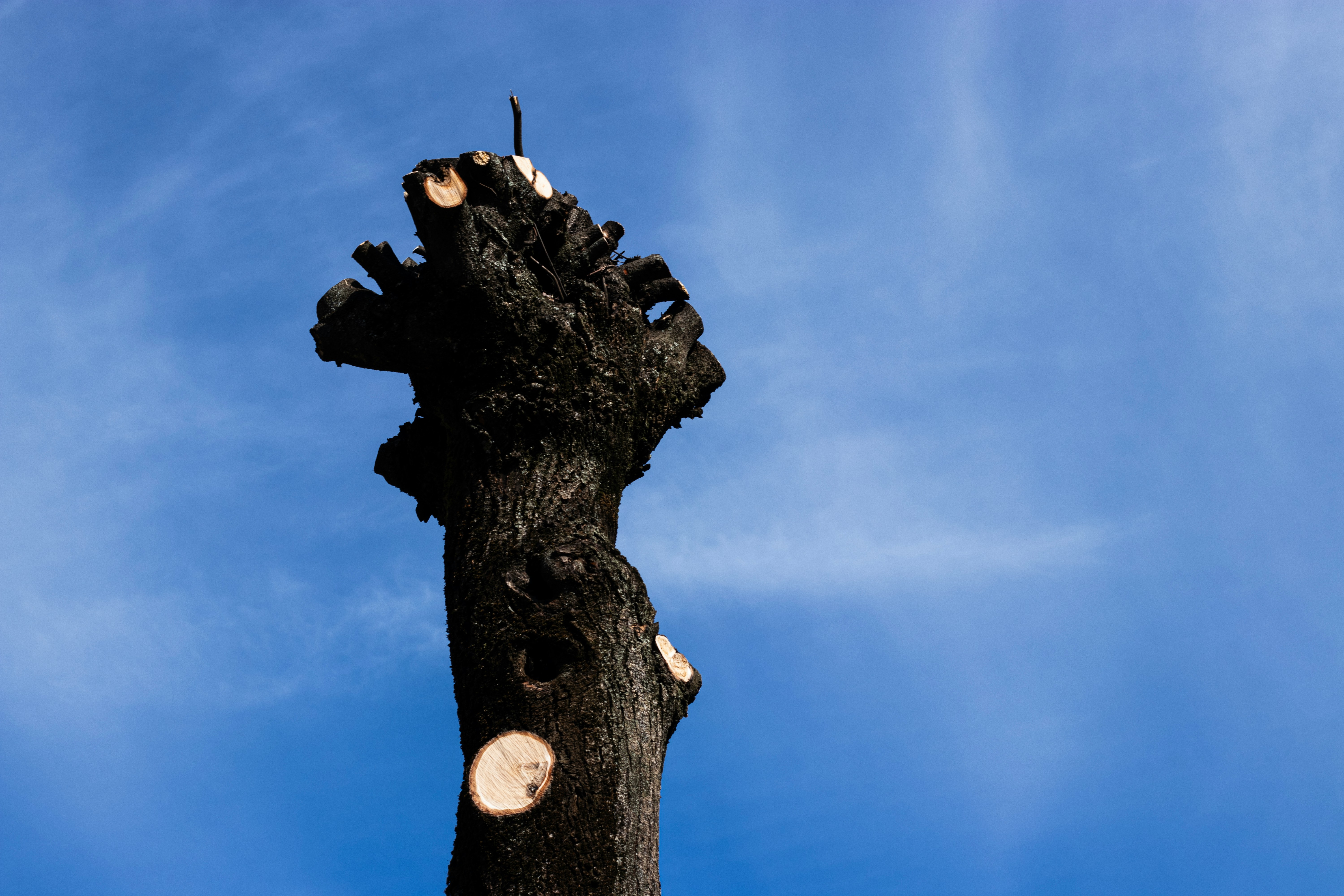 Charred tree stump against a bright blue sky