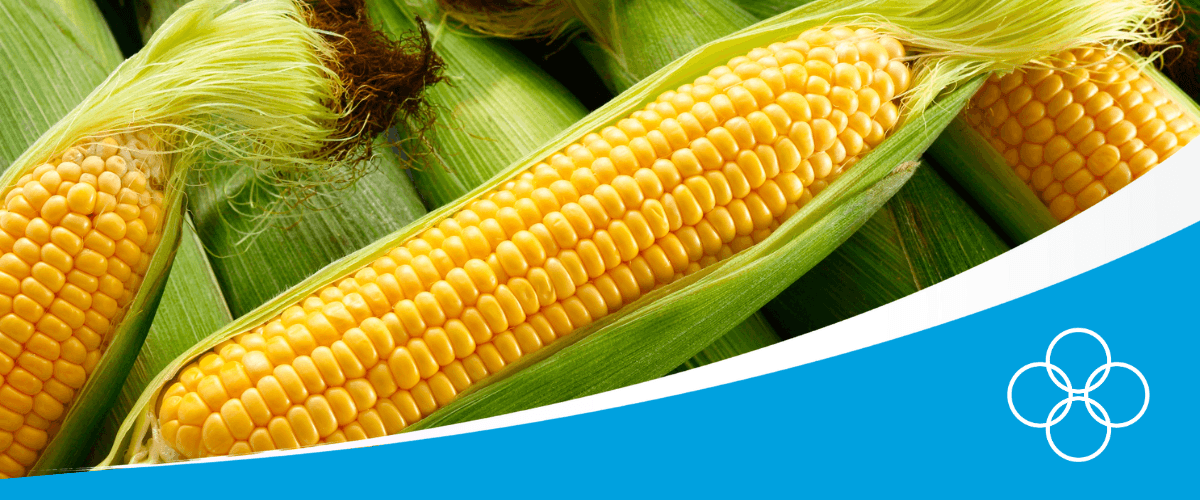 Corn maize
