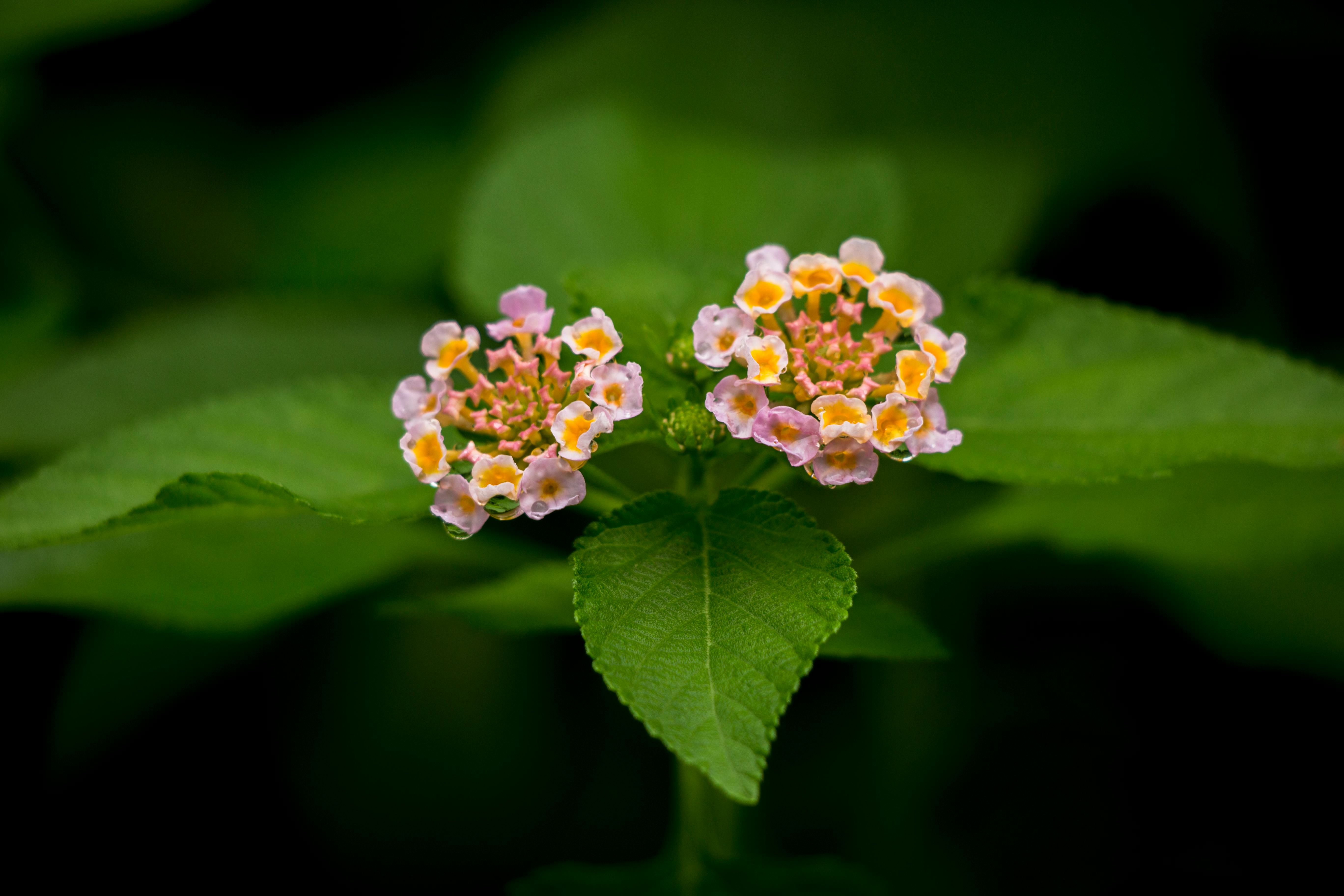 Lantana