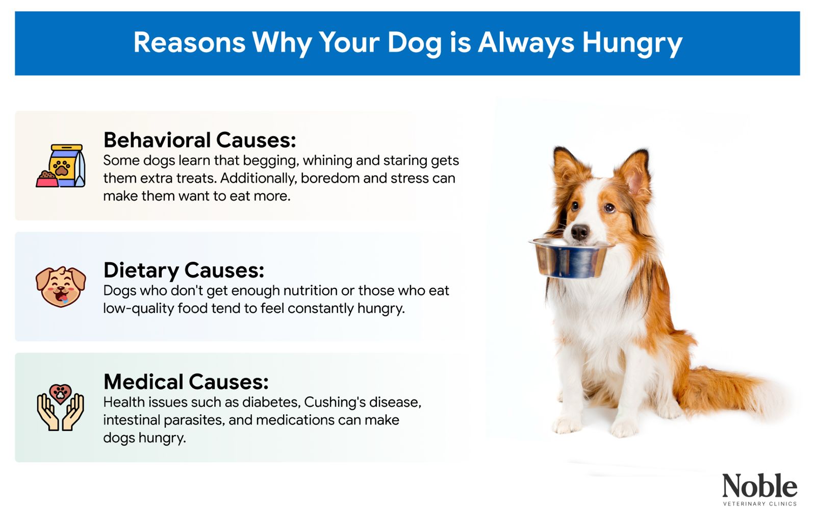 An infographic displaying the reasons why your dog is always hungry.