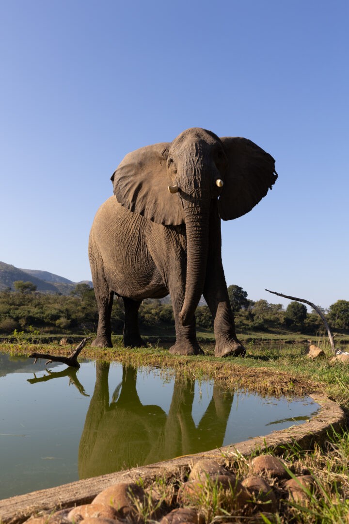 Kambaku River Lodge May 2023 Trip Report