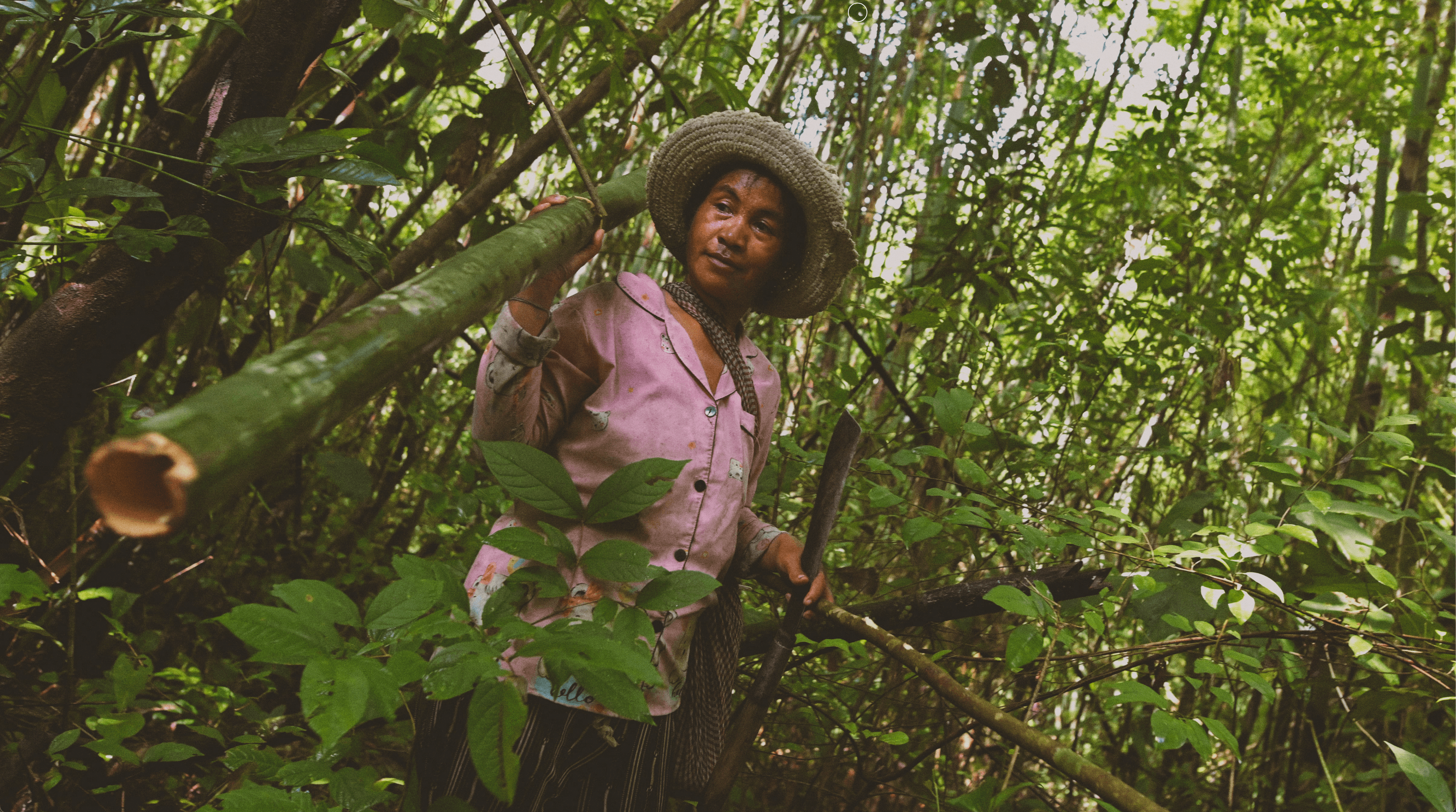 Woman cutting bamboo