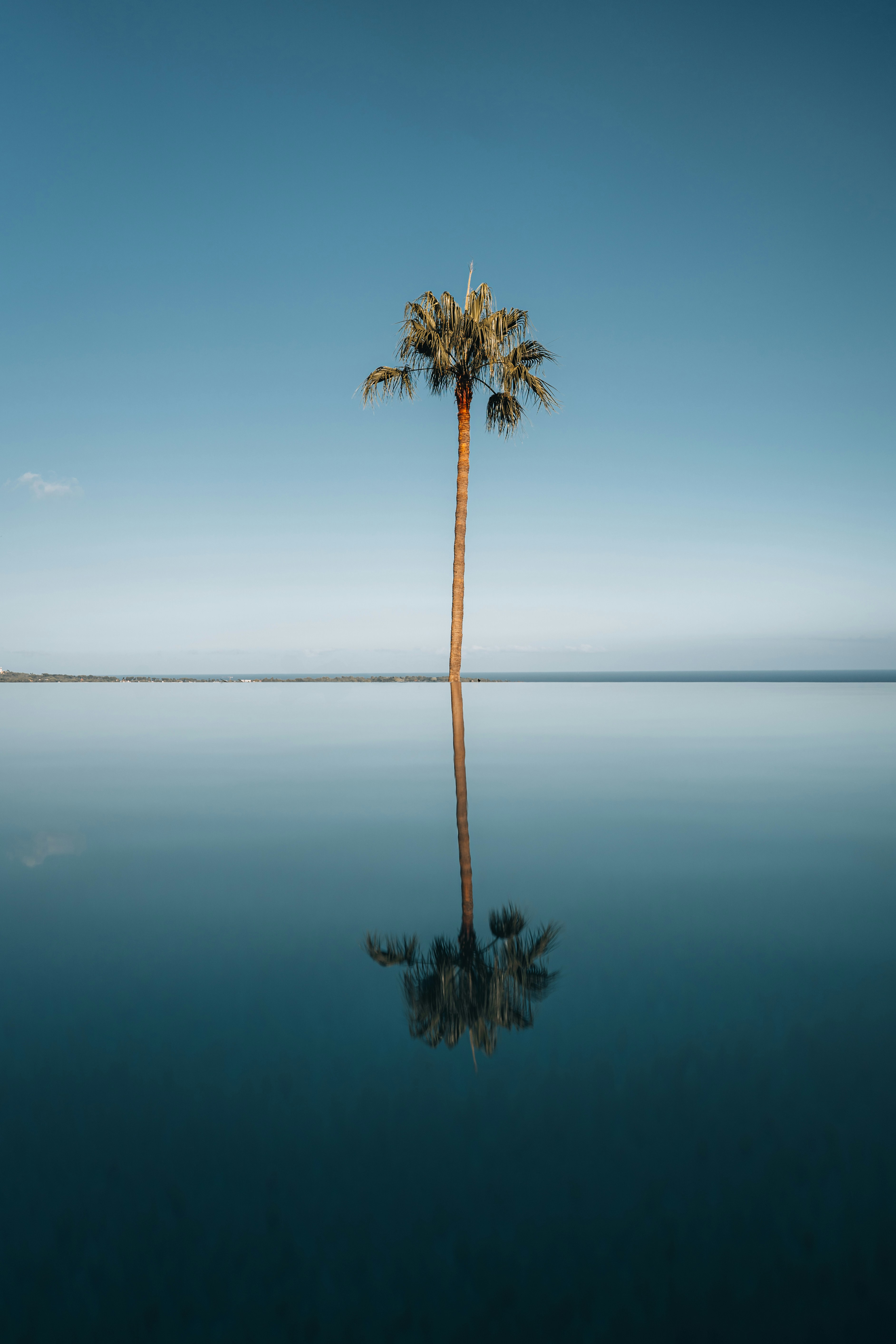 Single palm tree reflected in calm water