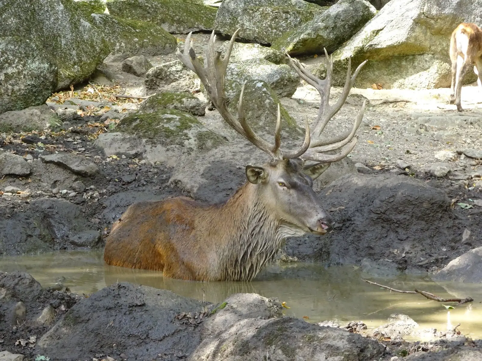 Rothirsch im Tierpark Biel
