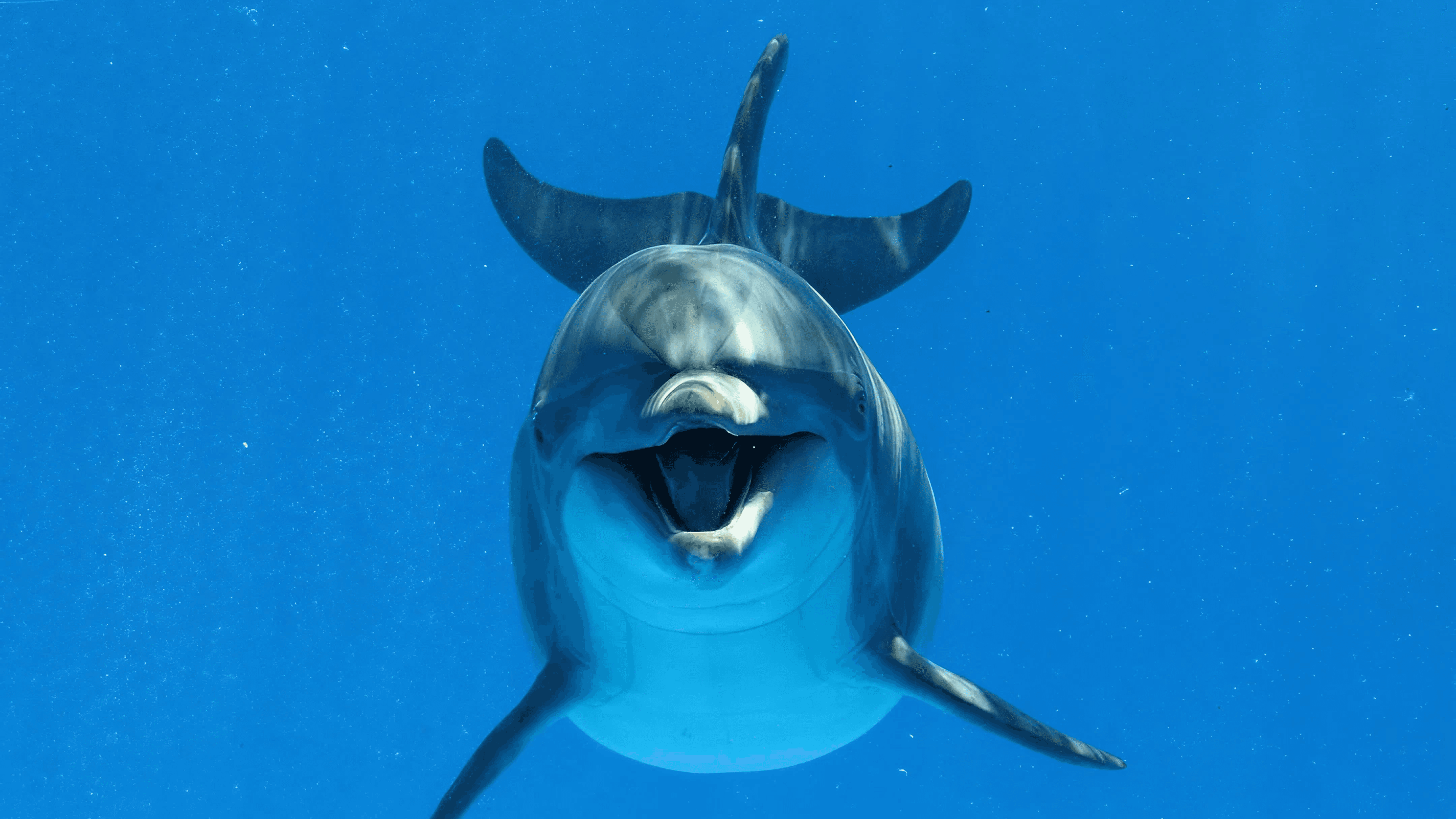 Dolphin swimming underwater in crystal blue ocean during marine wildlife encounter adventure tour