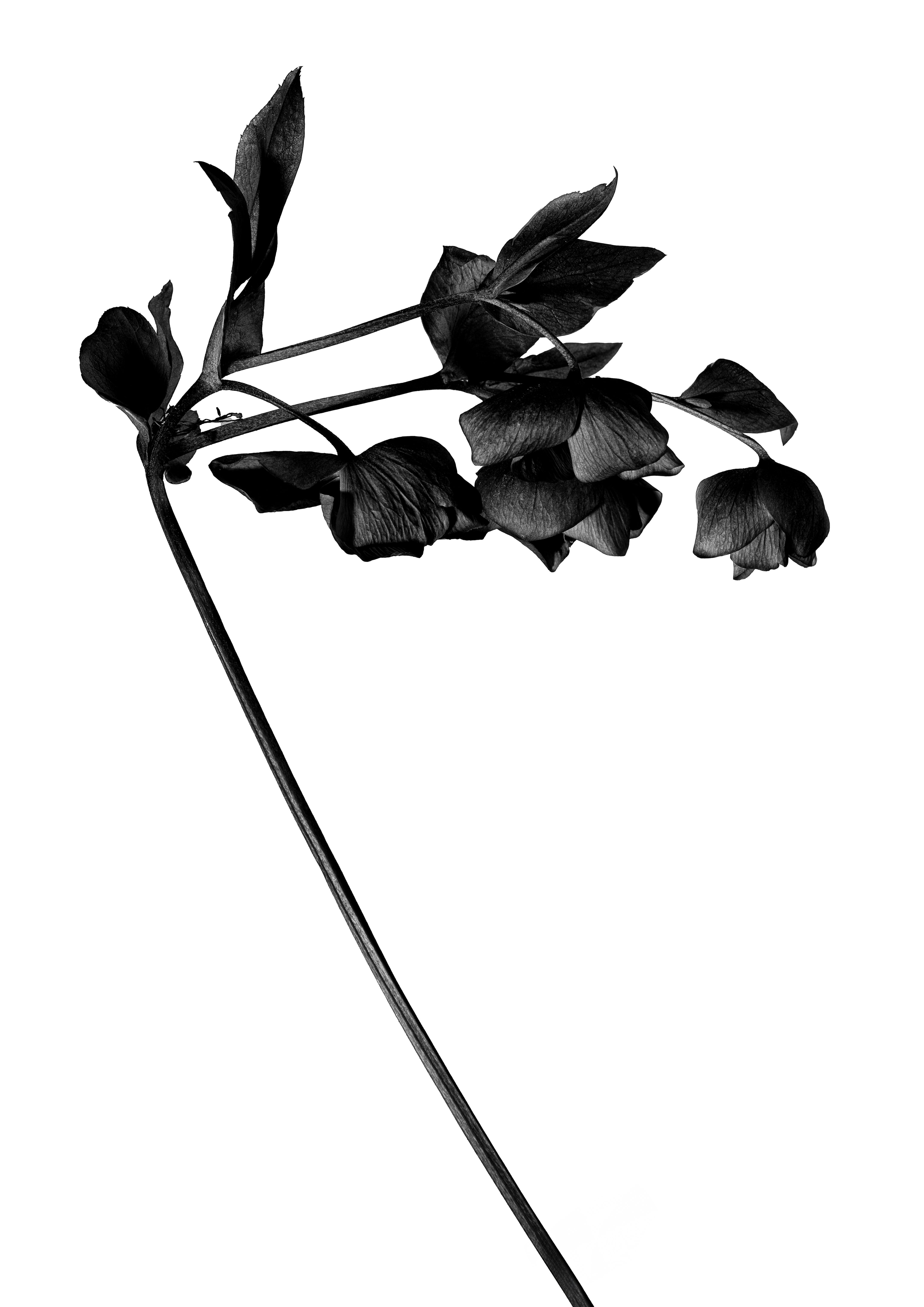 Fleur, Ortie, Photo de studio, Noir et blanc, pierretmae