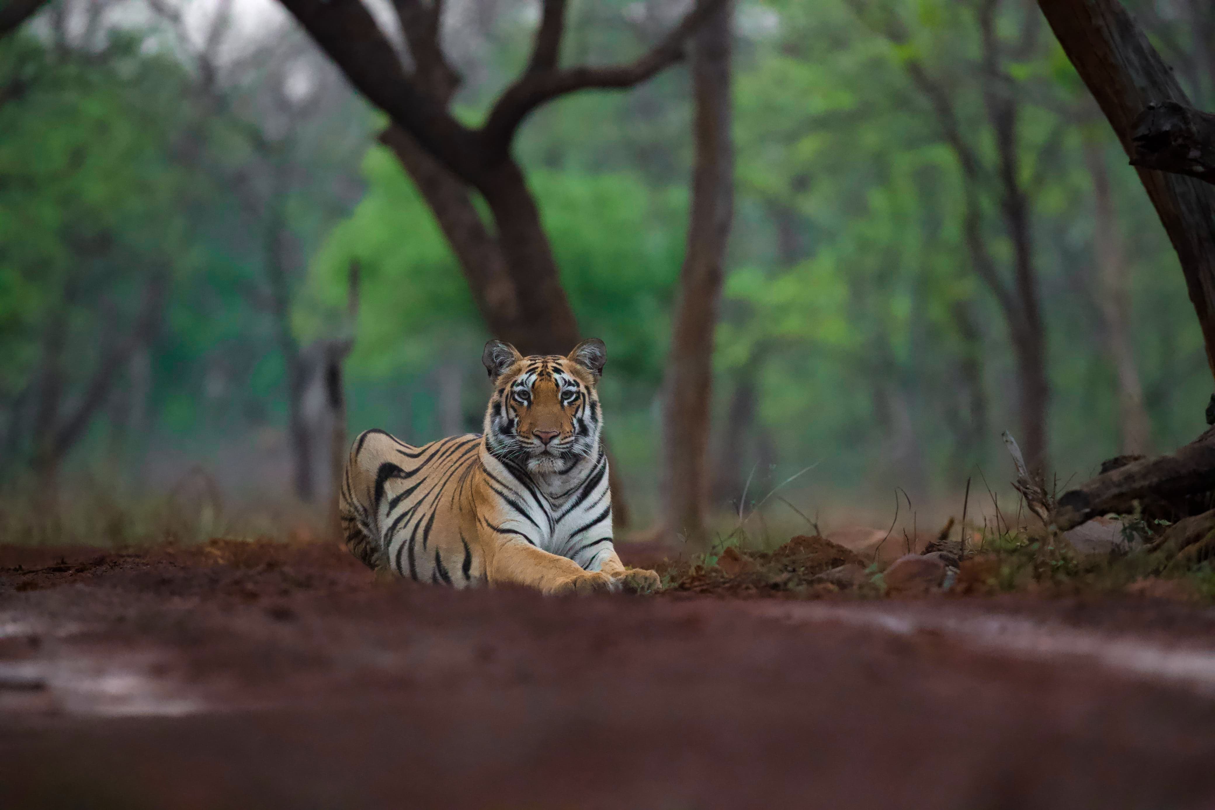 track-the-tiger