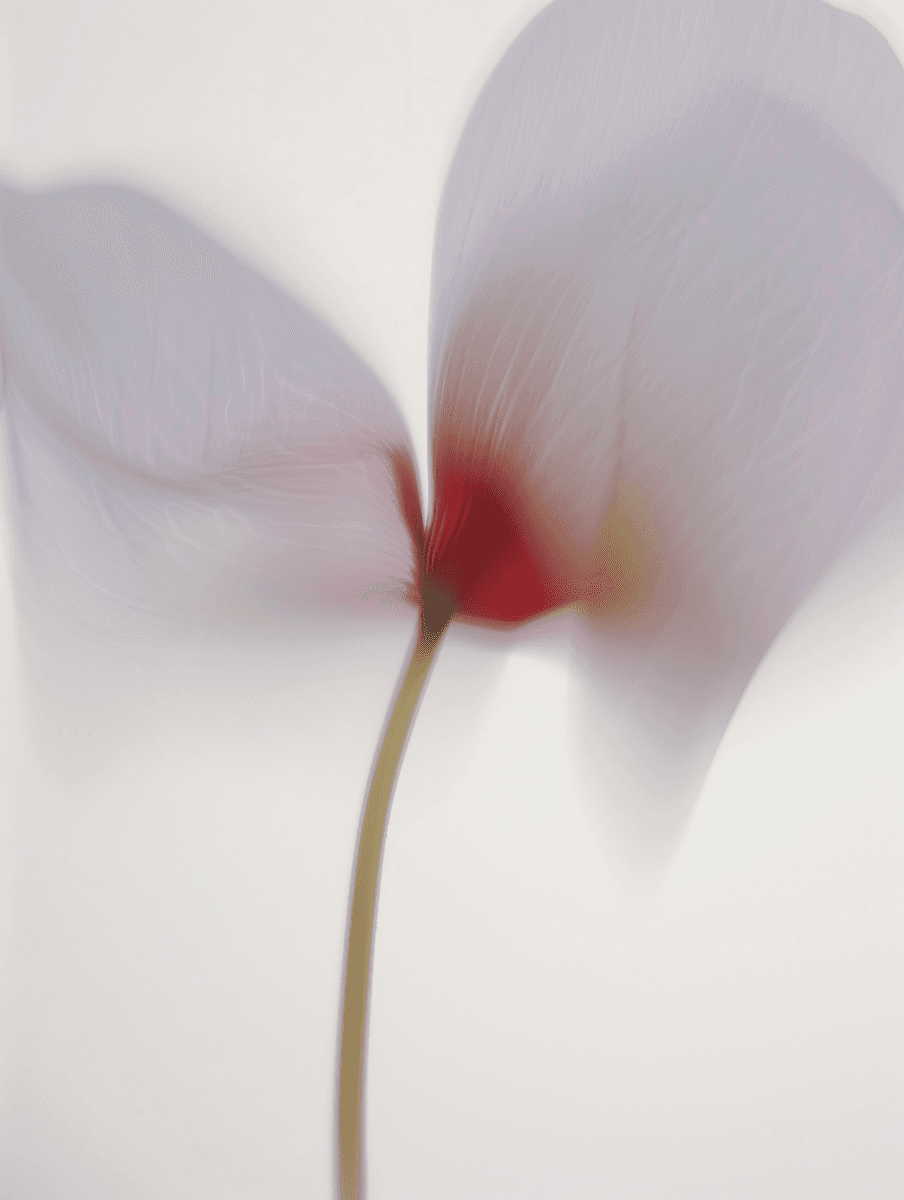 Soft-focus image of a delicate flower with light purple petals and a red center, set against a clean white background.
