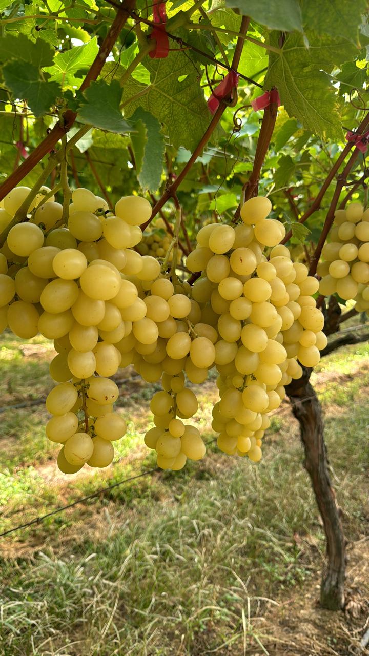 Premium Greek table grapes ready for harvest in vineyard.