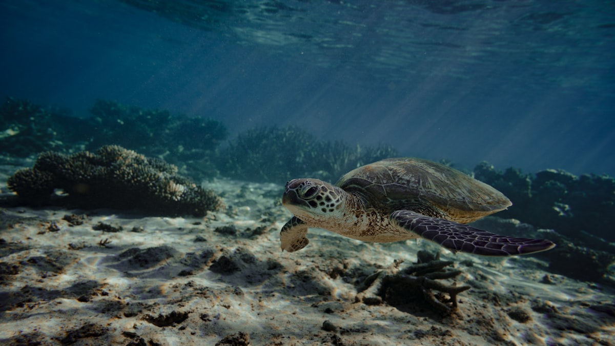 Green sea turtle gliding over the sandy bottom past a coral reef