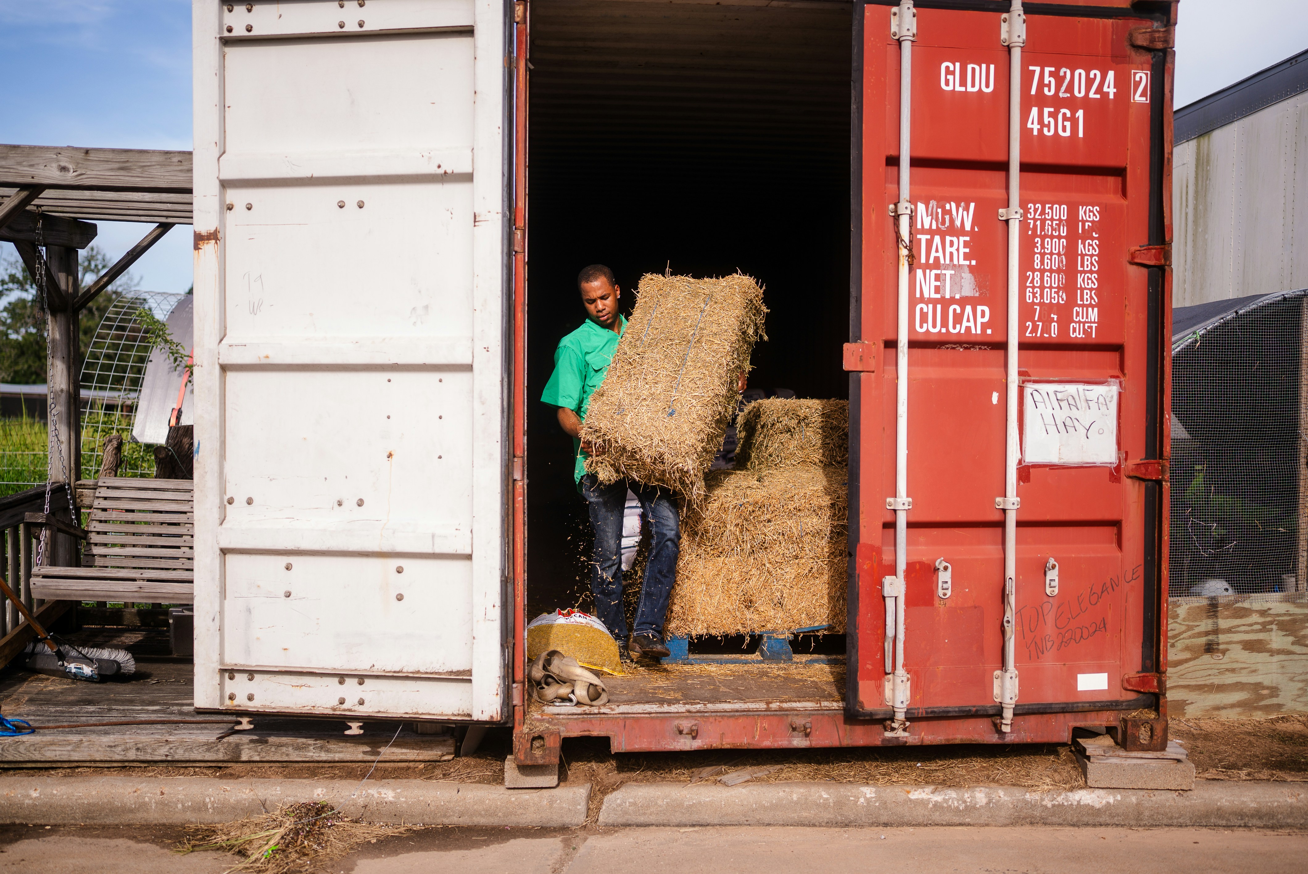 Man loading hay bales into a shipping container.