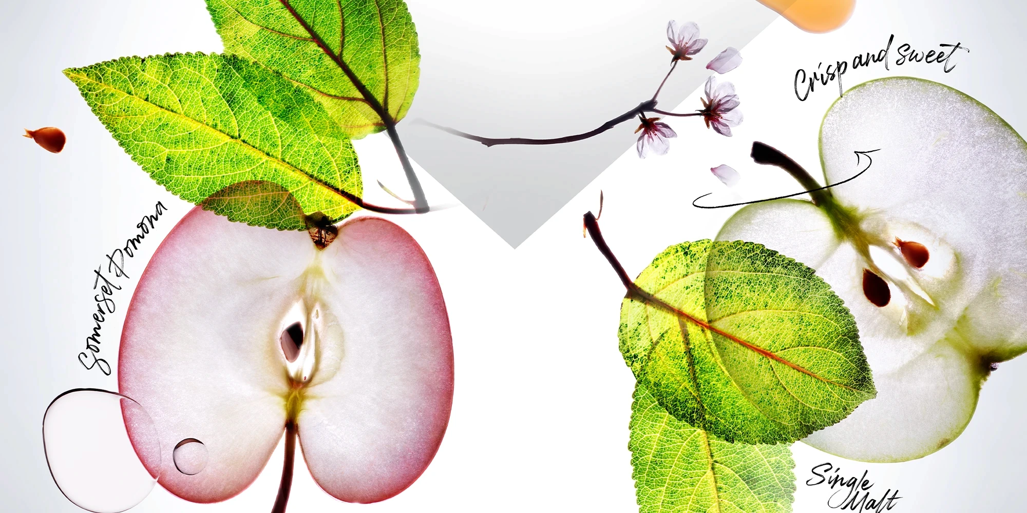 Artistic arrangement of leaves and sliced apple
