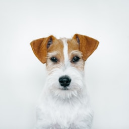 Pippa