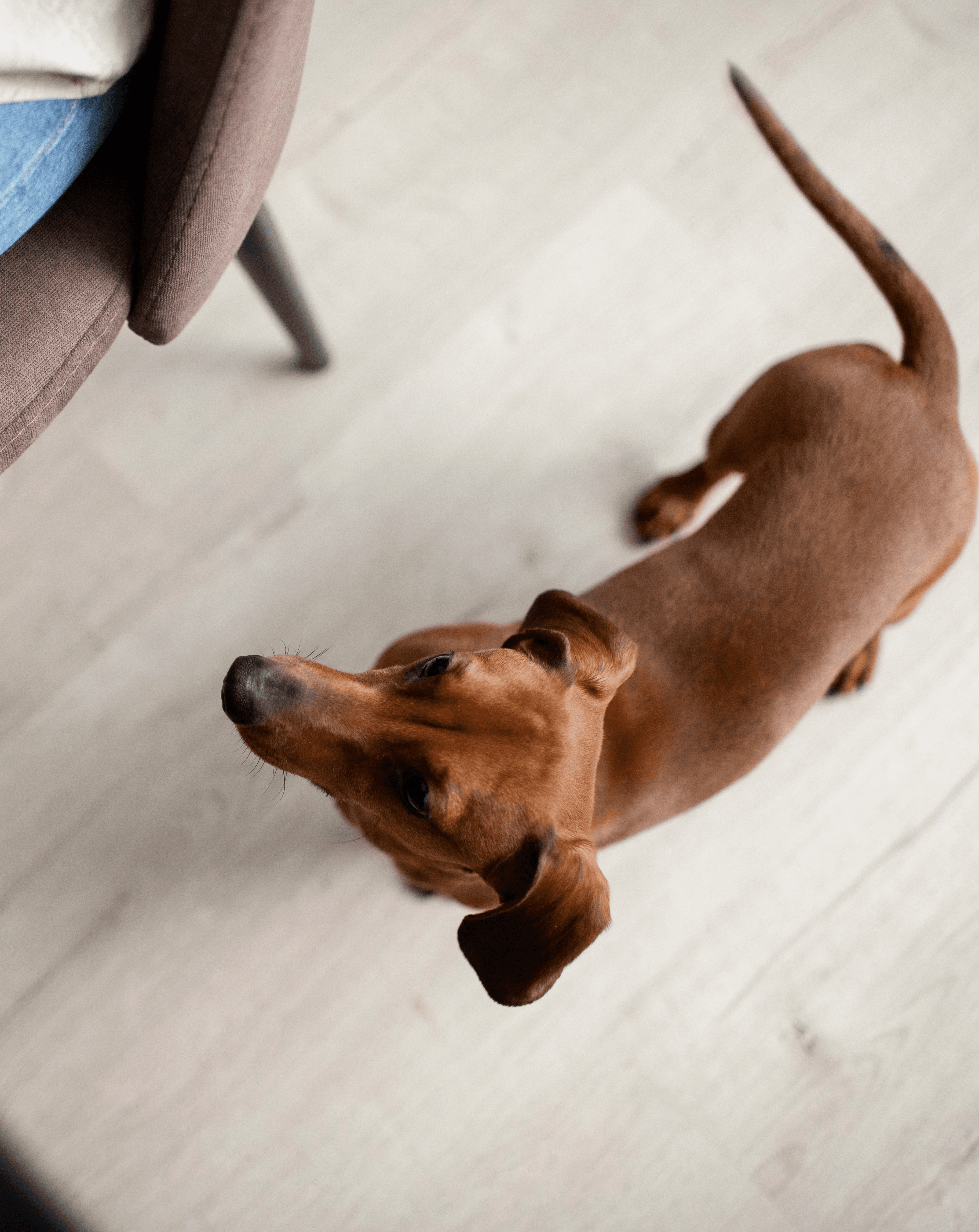Concerned about pet scratches on light floors? Scratch-resistant flooring keeps homes looking clean while dogs move freely indoors