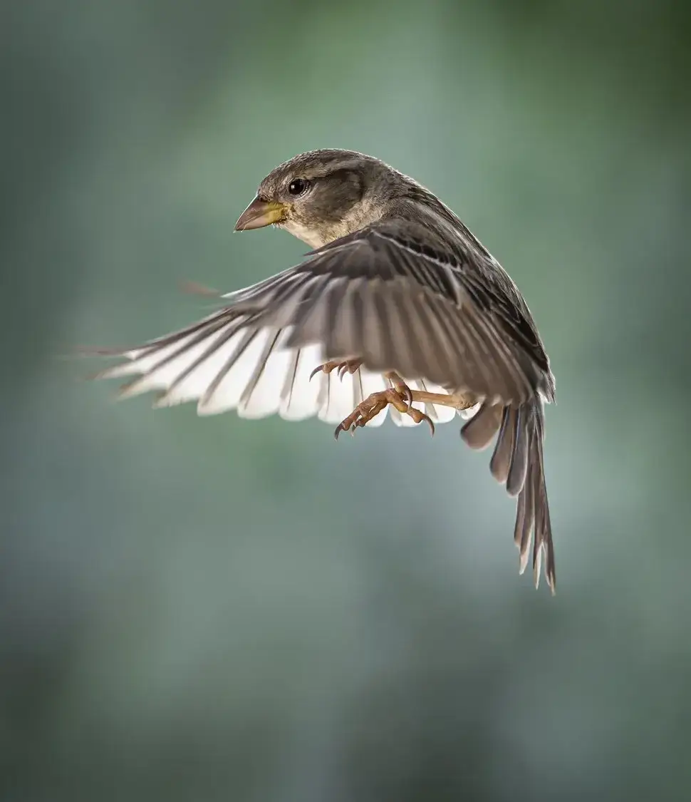 Striking Portrait with Bold Expression