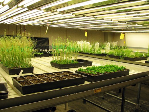 Nemhauser Lab