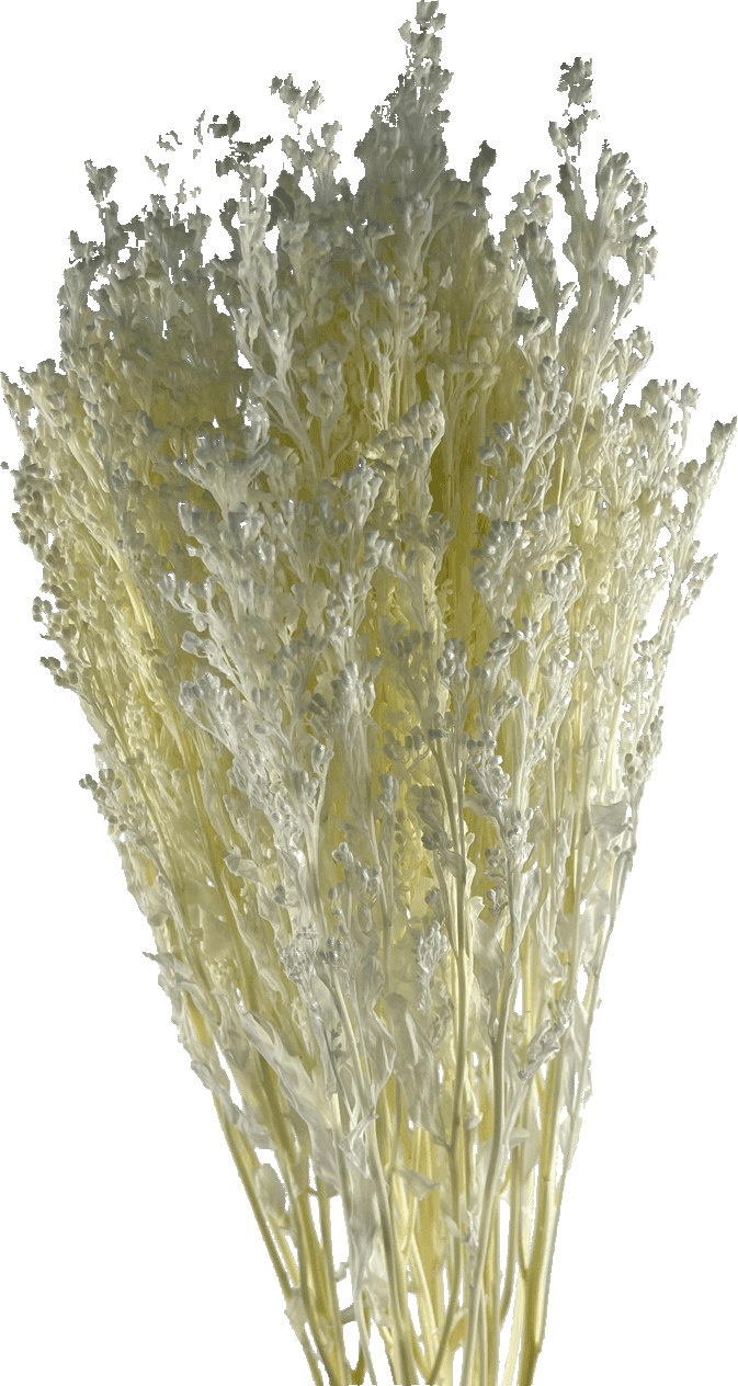 White preserved solidago.