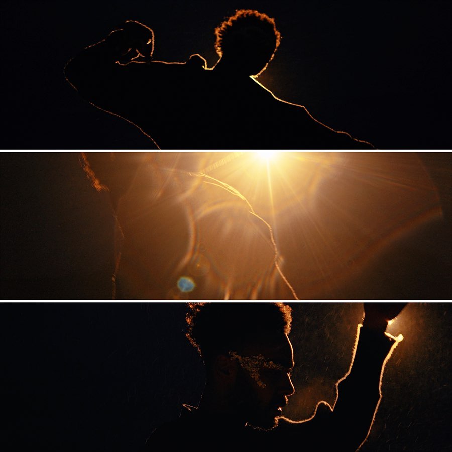 plant with light shining through it