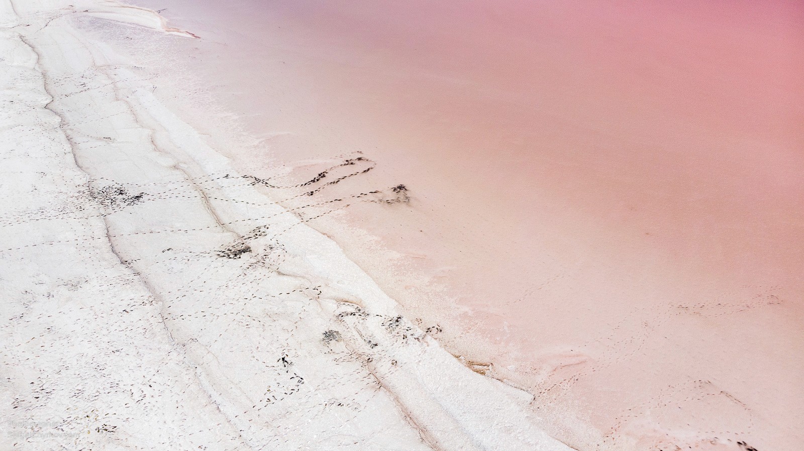 Одесский Куяльник, розовое цветение. Фотограф Сергей Чирков. 