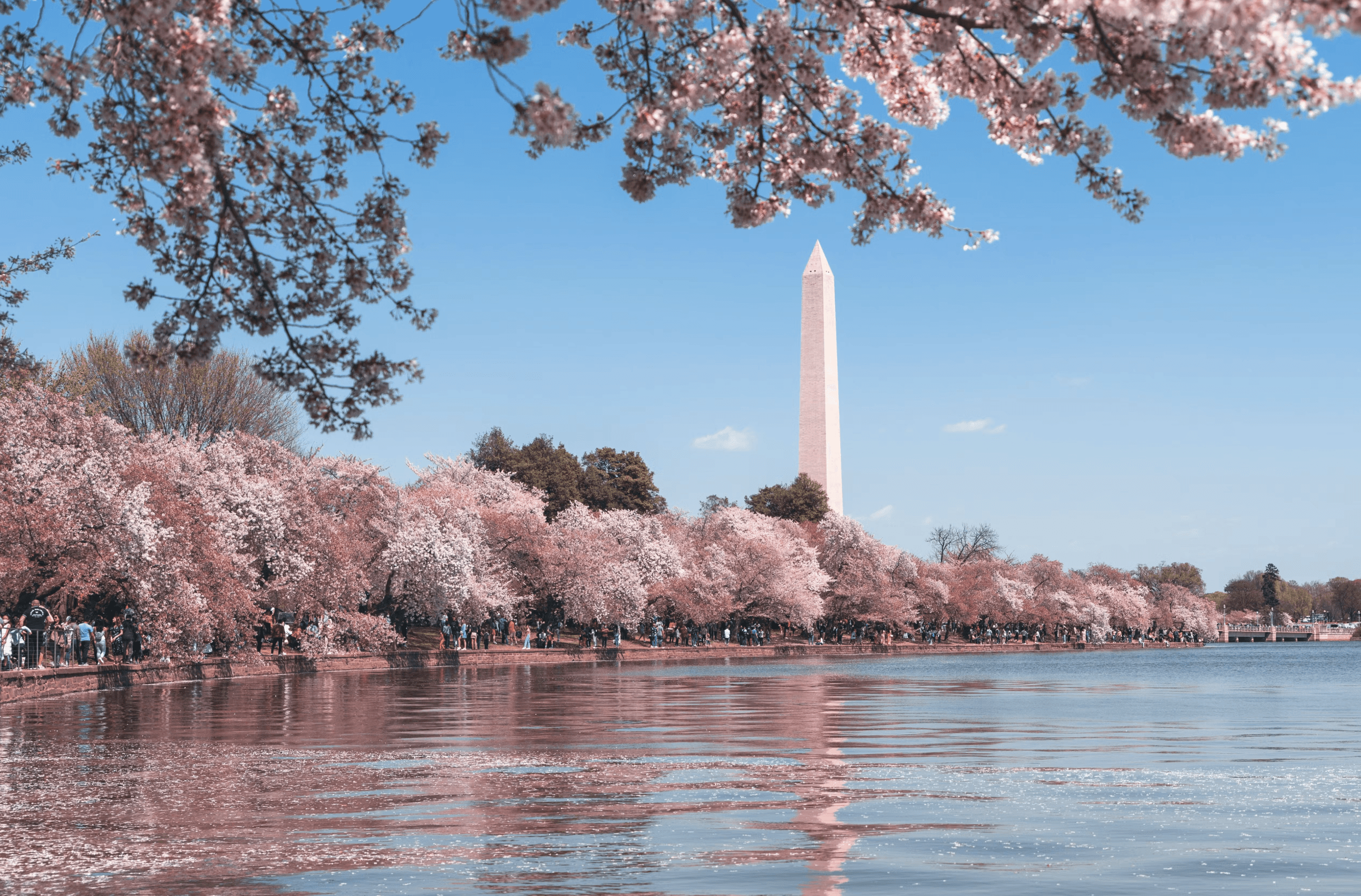 Cherry blossoms line the Tidal Basin in Washington, D.C., with the Washington Monument rising in the background on a clear spring day.