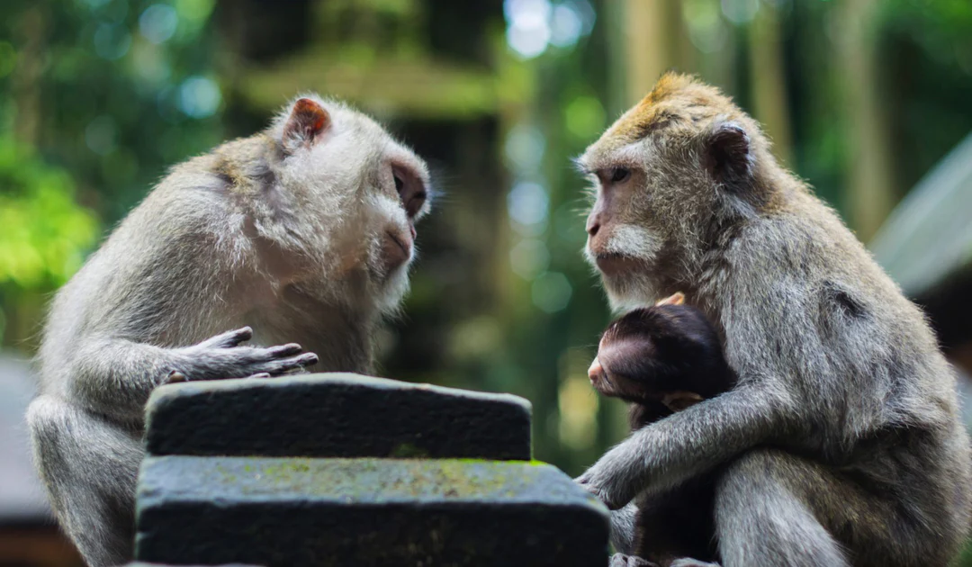 two monkeys with baby monkey