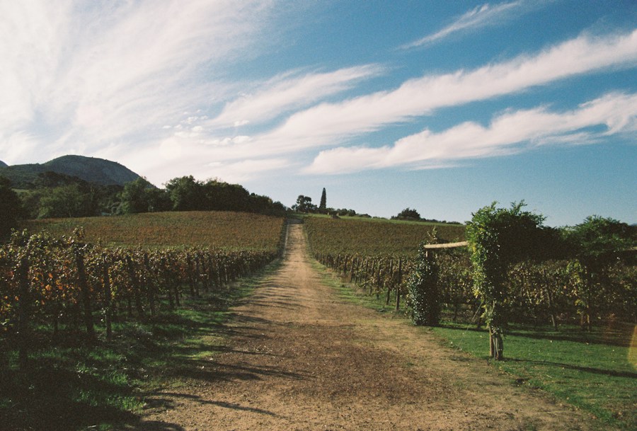 Open vineyard path for a dog-friendly wine country outing