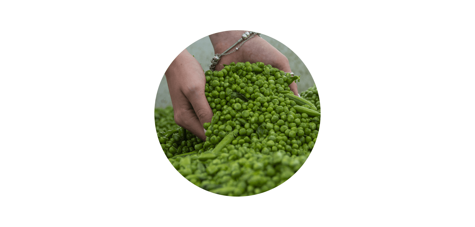 Hands holding a large pile of fresh green peas, with more peas visible in the background, displayed in a circular crop against a black background