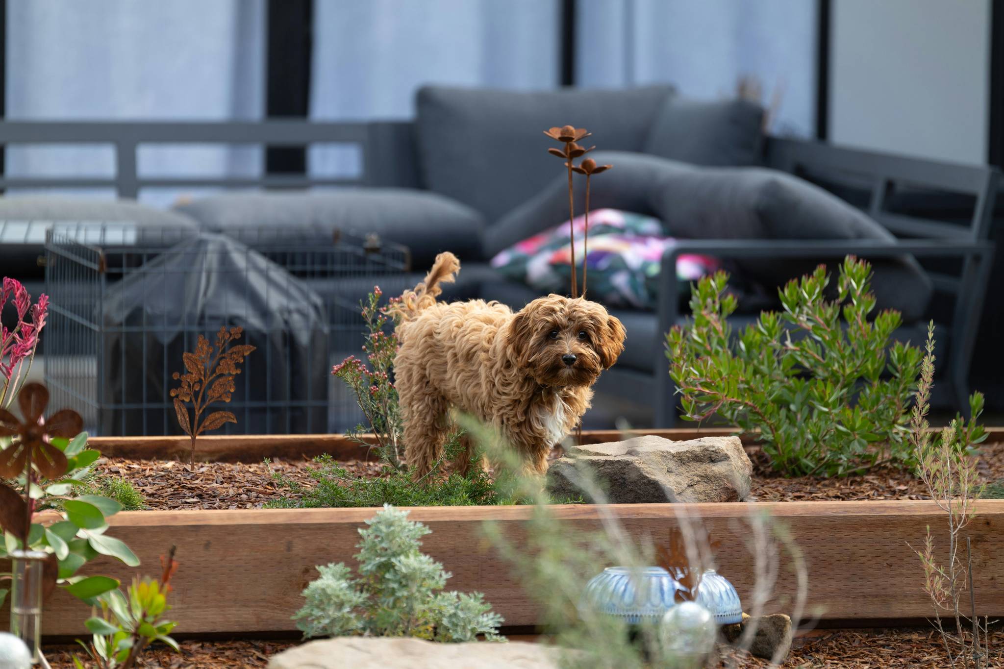 Cavapoo Distinct Habits