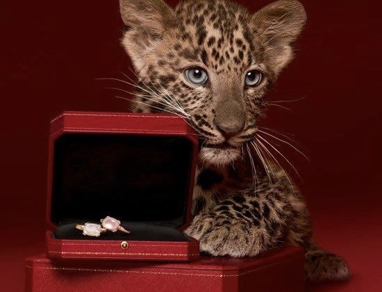 A product feature photo