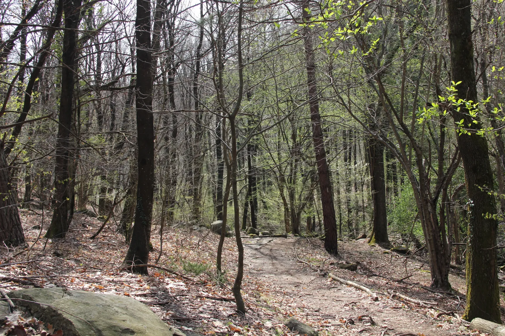 low angle photography of trees at daytime