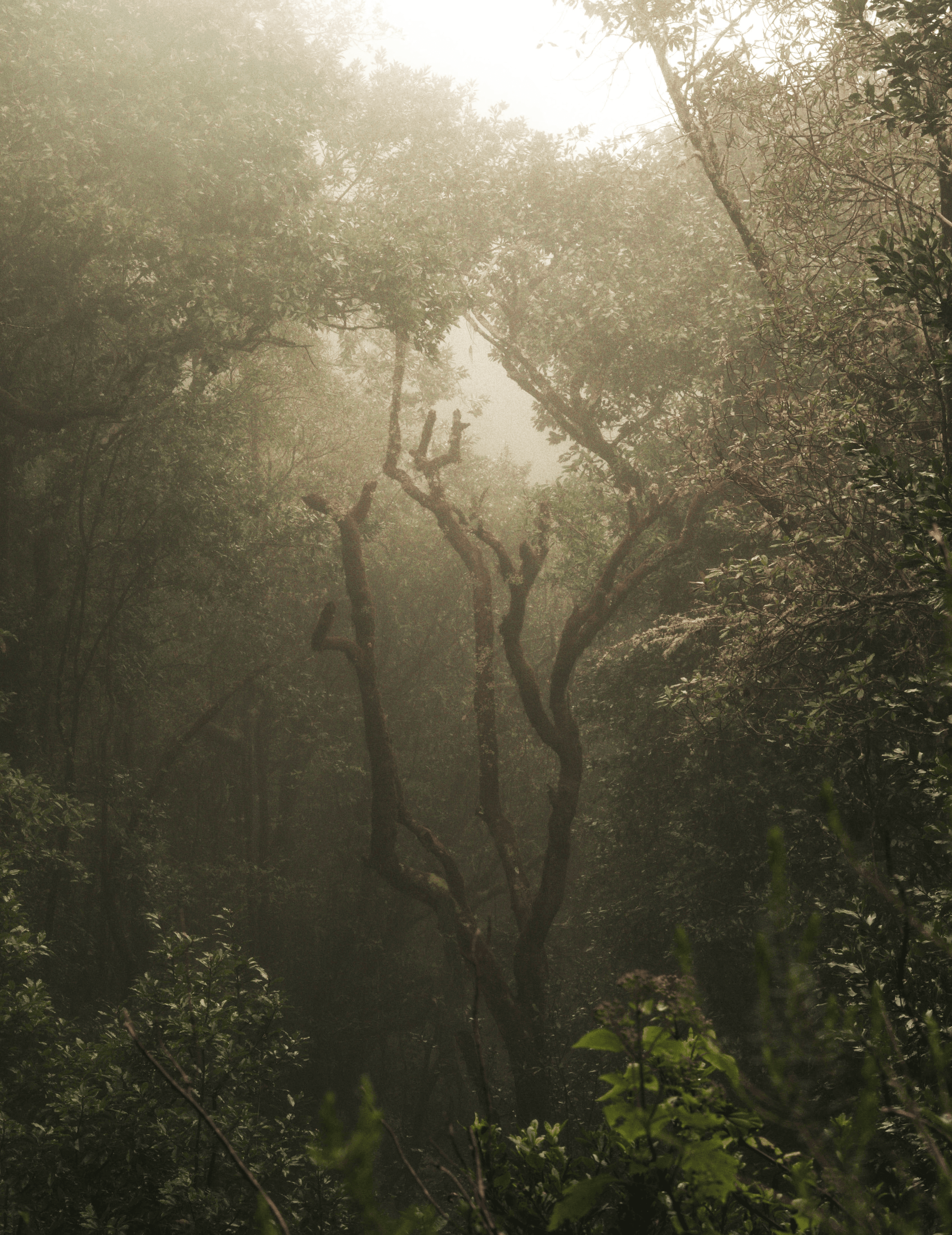 a group of trees with a large amount of branches