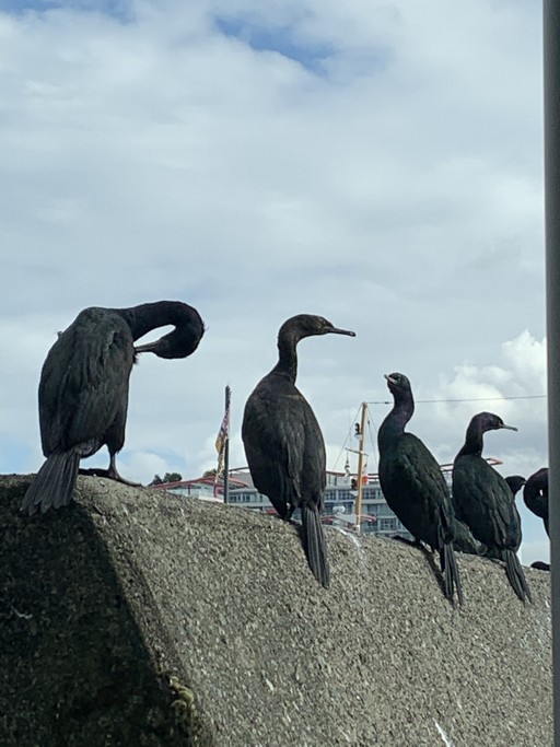 Margot about section