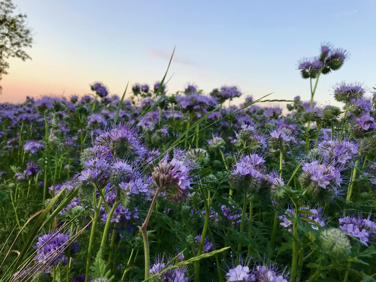 Visszaadunk a természetnek – Bazsó Méhészet