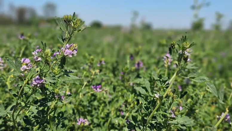 Close-up of purple flowers and green leaves in a field under a clear blue sky. Alfalfa growing outdoors.