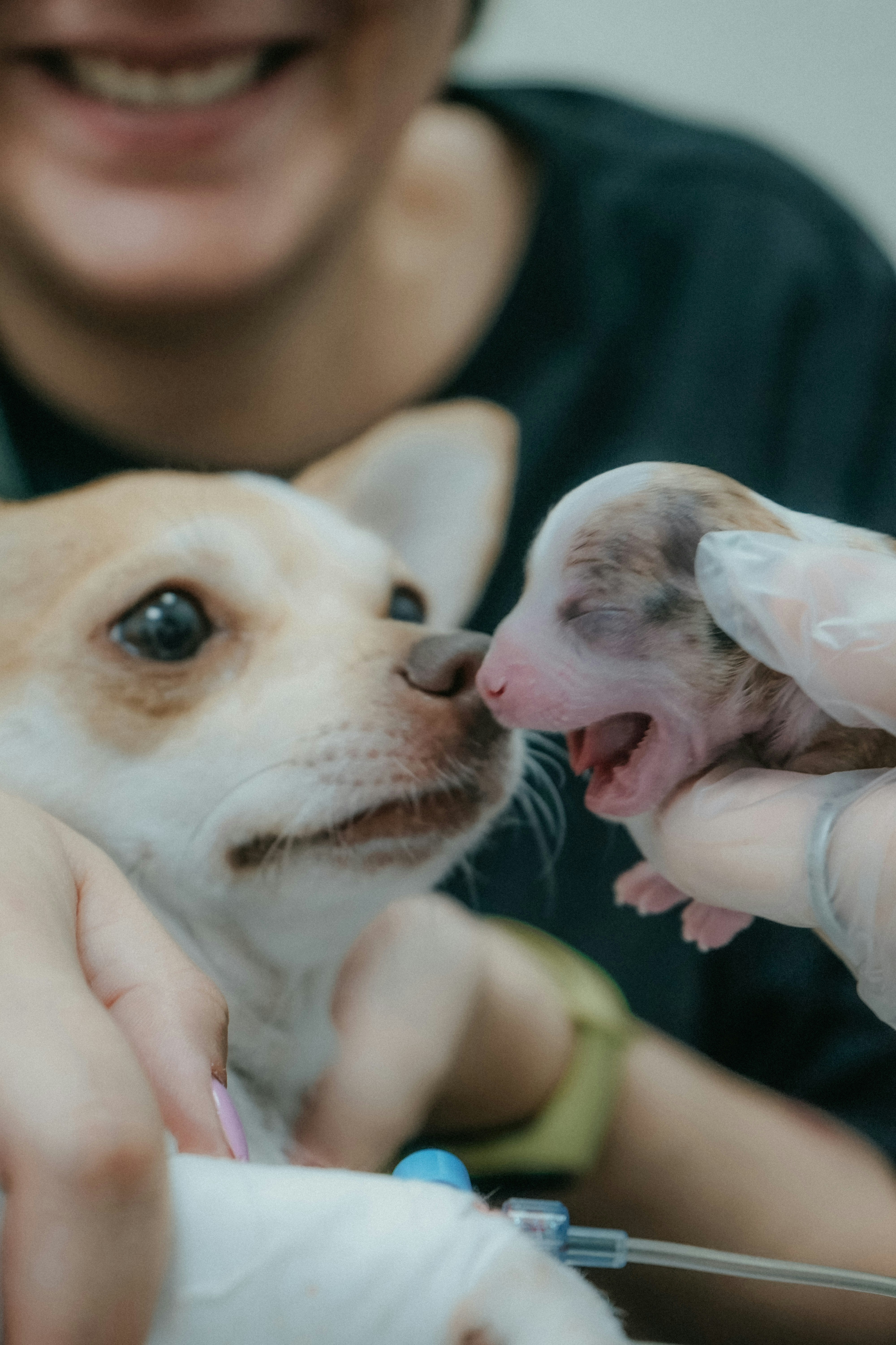 Dog and puppy