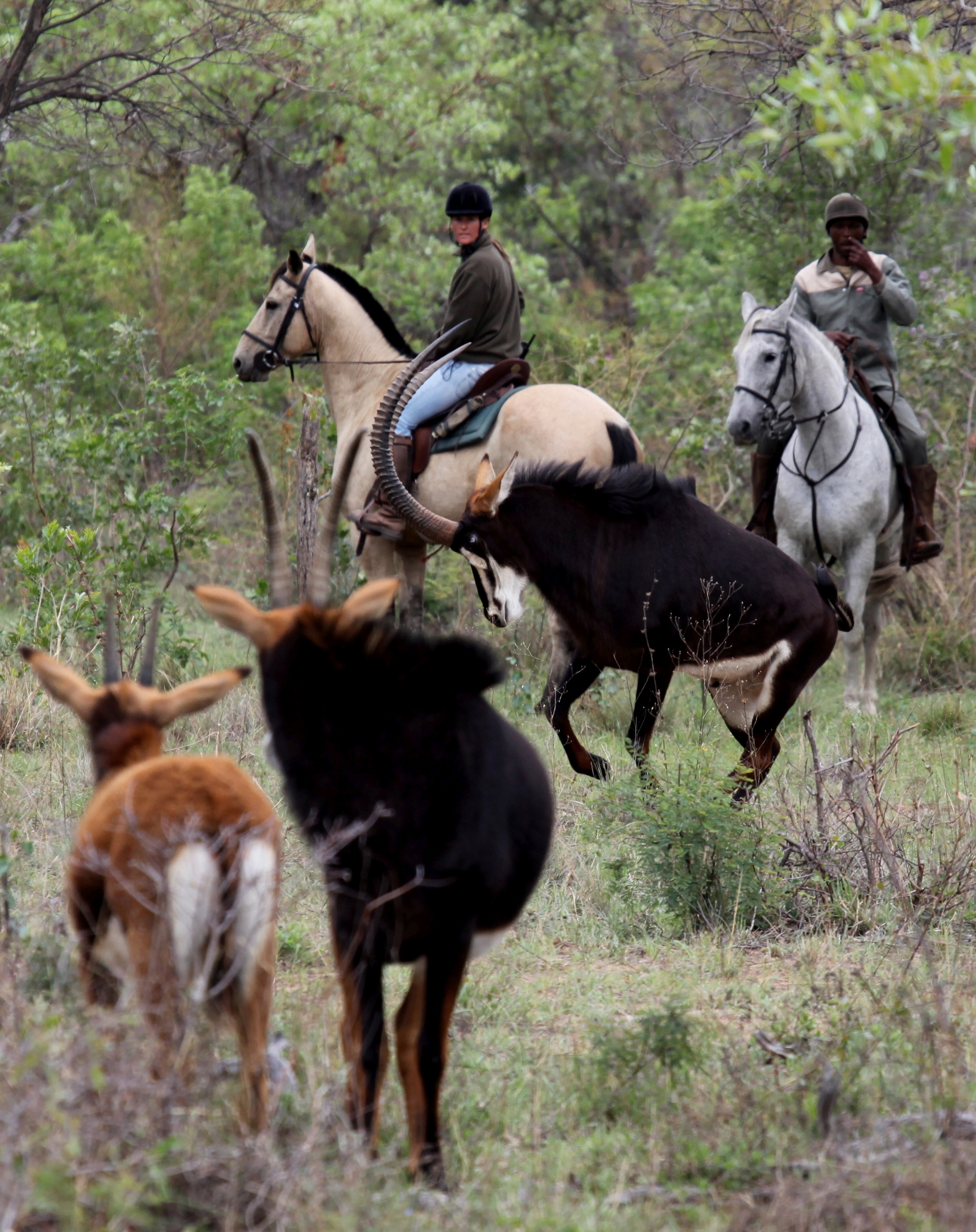 Grupp av ryttare på ridresa i Afrika galopperar över Serengetis vidsträckta slätter medan damm och gnuhjordar rör sig över horisonten under the great migration.