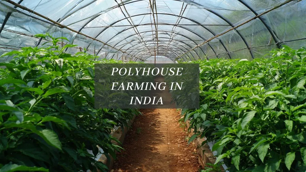 Polyhouse Farming in India