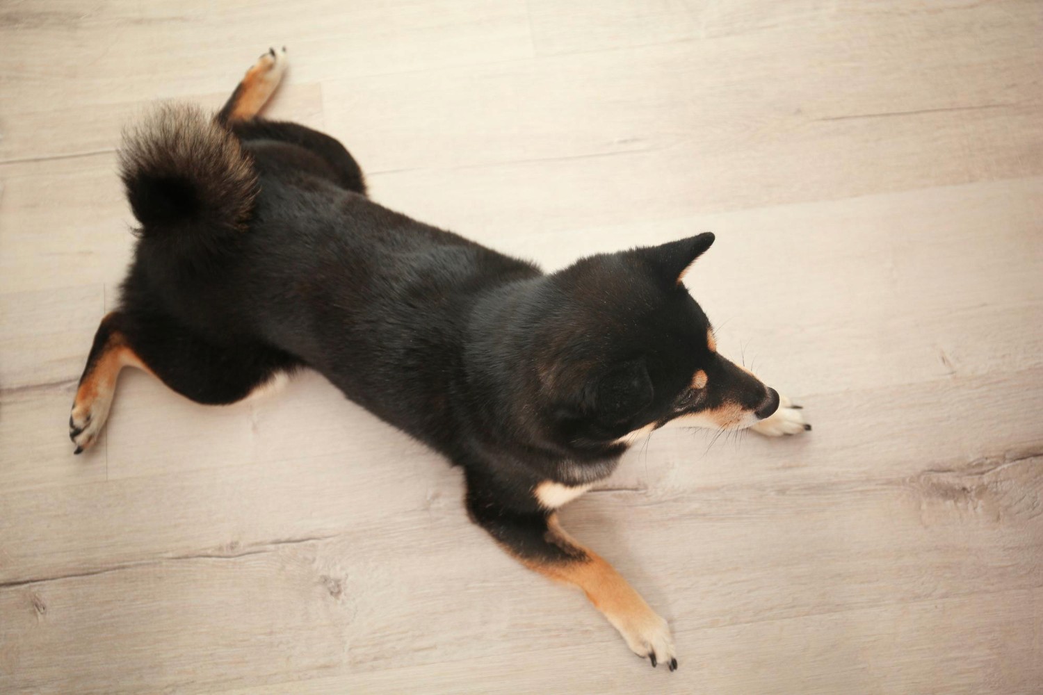 A relaxed dog stretches out on LUXO’s wood-look hybrid flooring, highlighting a cool, durable, and pet-friendly surface ideal for Australian homes.
