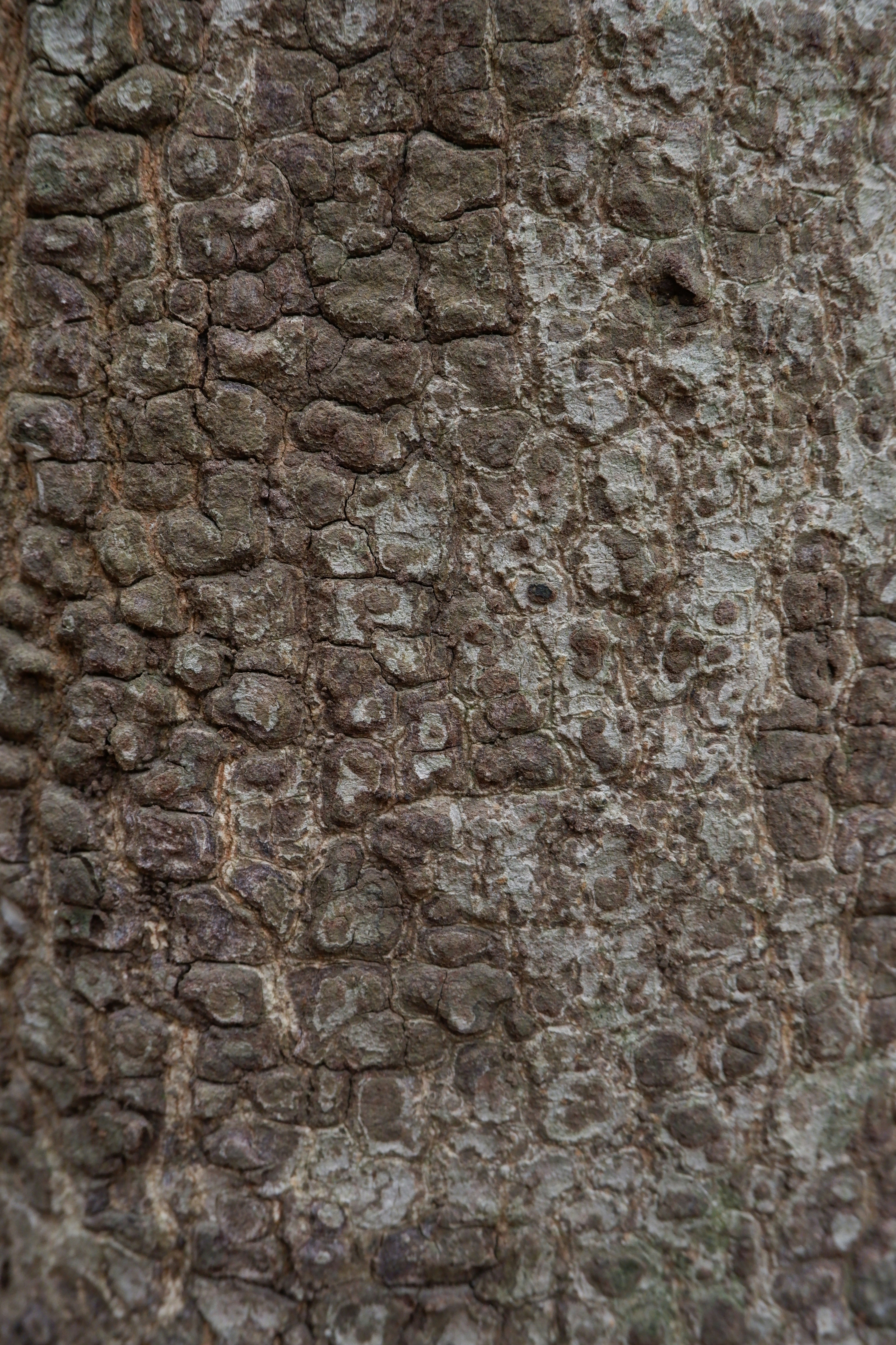 Close-up of rough tree bark texture