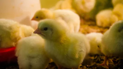 Poussins