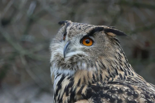 natura-2000-tierbeobachtung-ffh-gebiet-paradies-uhu-traunxperience-lambach-wels-oberösterreich