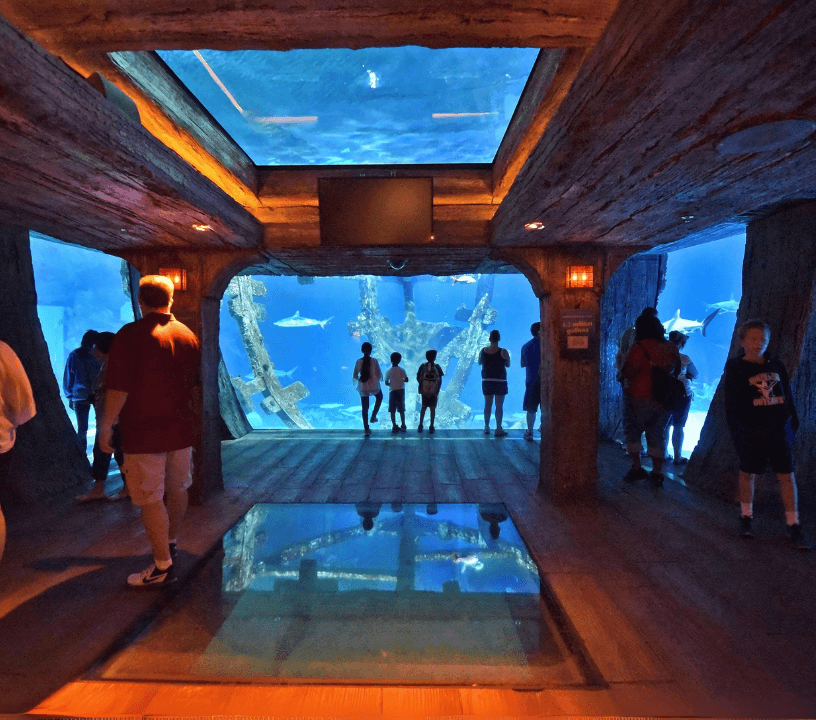 Explore over 2,000 aquatic animals and reptiles in 14 unique exhibits at shark reef aquarium at mandalay bay